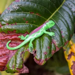 Super stretchy gecko (assorted - SINGLE)