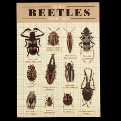 Temporary tattoos - Beetles